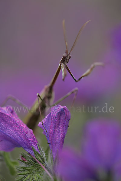 Gottesanbeterin spec. (Empusa pennata)