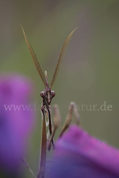 Gottesanbeterin spec. (Empusa pennata)