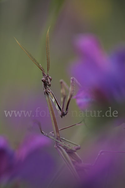 Gottesanbeterin spec. (Empusa pennata)