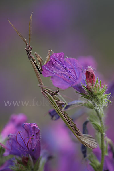 Gottesanbeterin spec. (Empusa pennata)