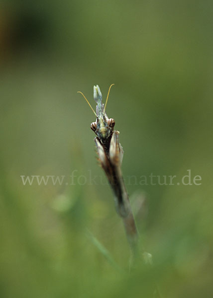 Gottesanbeterin spec.1 (Empusa fasciata)