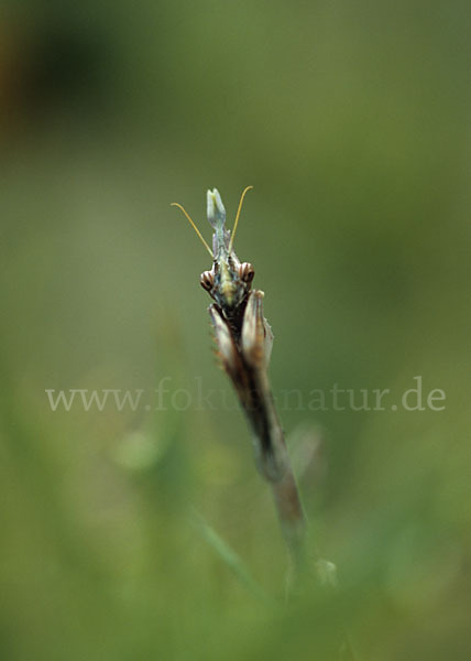 Gottesanbeterin spec.1 (Empusa fasciata)