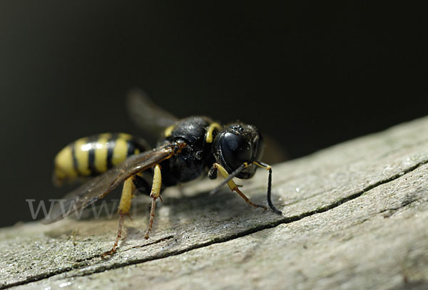 Grabwespe spec.1 (Crossocerus vagabundus)