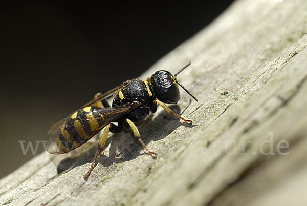 Grabwespe spec.1 (Crossocerus vagabundus)