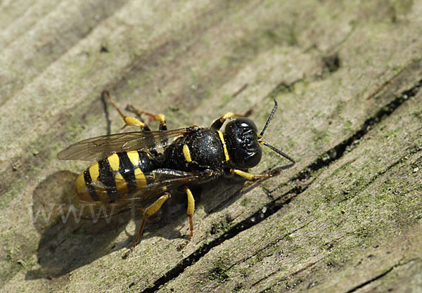 Grabwespe spec.1 (Crossocerus vagabundus)