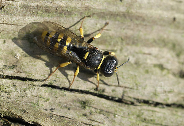 Grabwespe spec.1 (Crossocerus vagabundus)