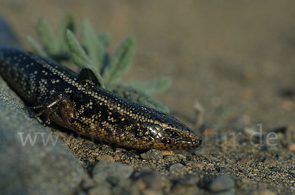 Gran Canaria Skink (Chalcides sexlineatus)