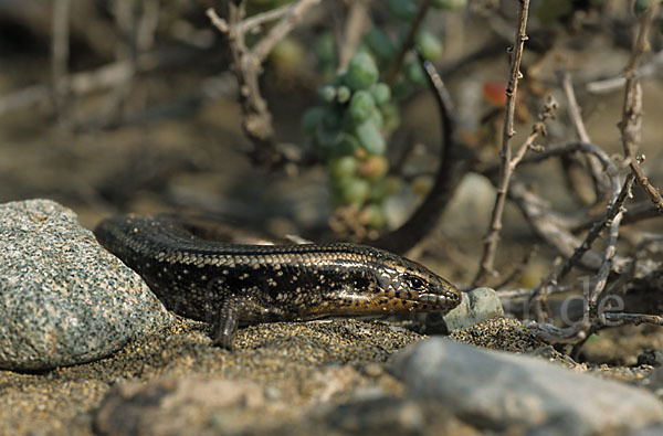 Gran Canaria Skink (Chalcides sexlineatus)