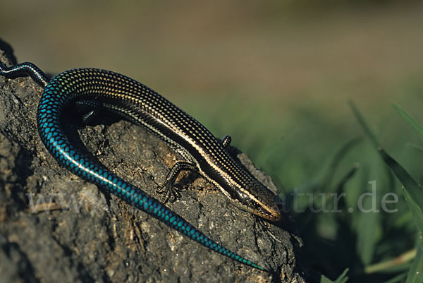 Gran Canaria Skink (Chalcides sexlineatus)