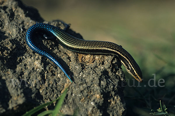 Gran Canaria Skink (Chalcides sexlineatus)