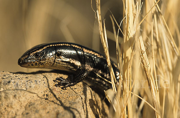 Gran Canaria Skink (Chalcides sexlineatus)