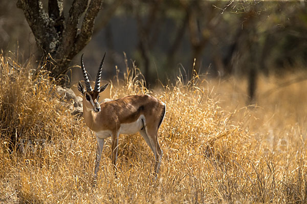 Grant-Gazelle (Nanger spec.)