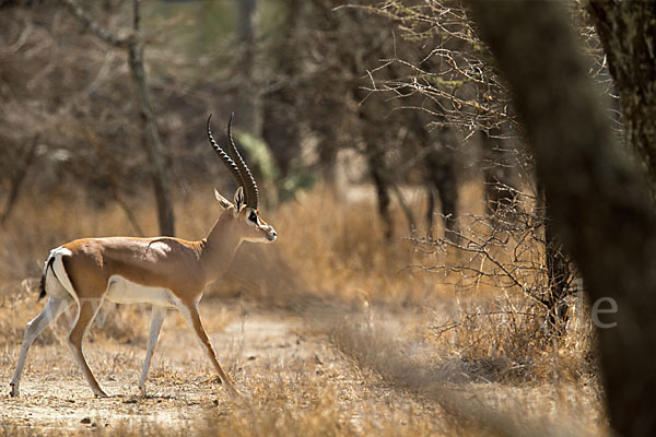 Grant-Gazelle (Nanger spec.)