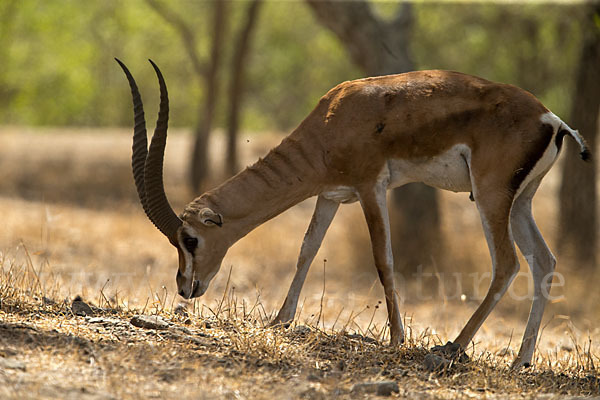 Grant-Gazelle (Nanger spec.)