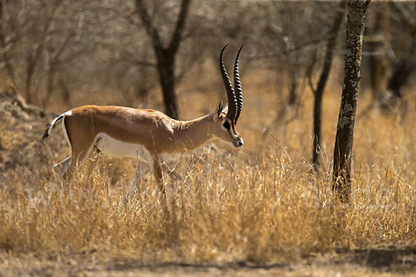 Grant-Gazelle (Nanger spec.)