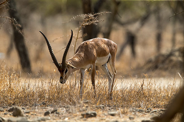 Grant-Gazelle (Nanger spec.)