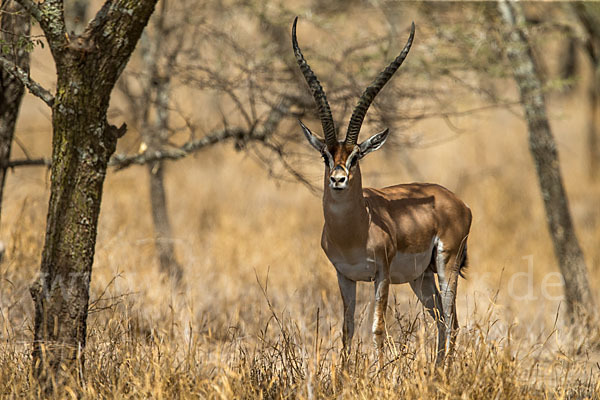 Grant-Gazelle (Nanger spec.)