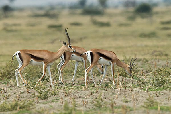 Grant-Gazelle (Nanger spec.)