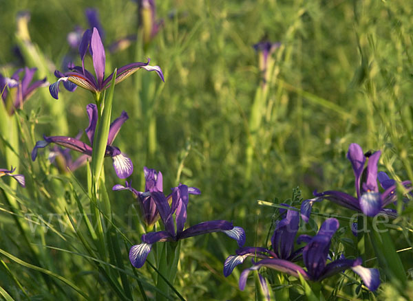 Grasblättrige Schwertlilie (Iris graminea)