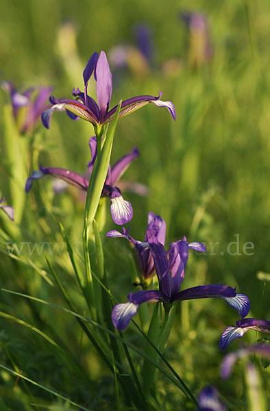 Grasblättrige Schwertlilie (Iris graminea)
