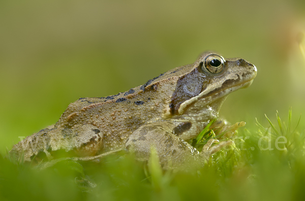 Grasfrosch (Rana temporaria)