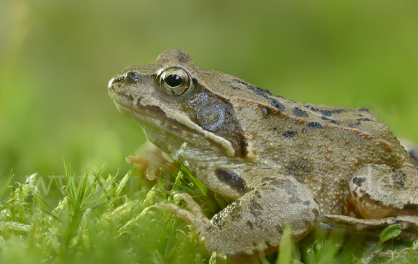 Grasfrosch (Rana temporaria)