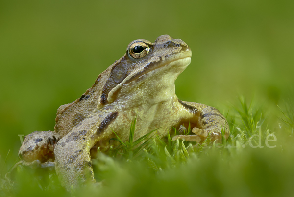 Grasfrosch (Rana temporaria)