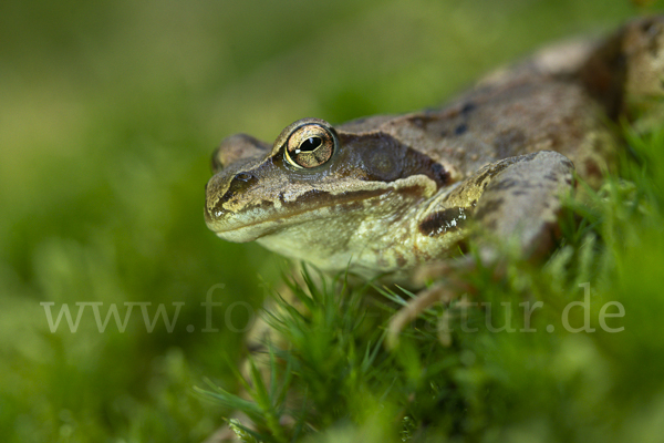 Grasfrosch (Rana temporaria)