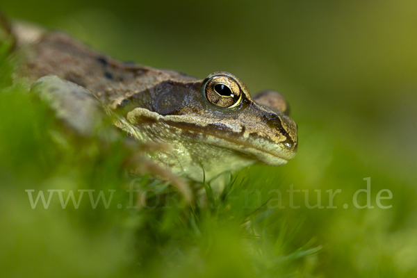 Grasfrosch (Rana temporaria)