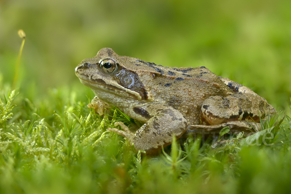 Grasfrosch (Rana temporaria)