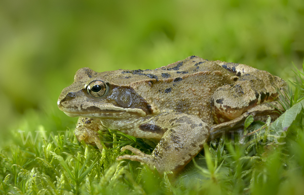 Grasfrosch (Rana temporaria)