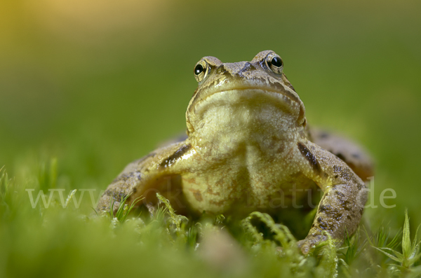 Grasfrosch (Rana temporaria)