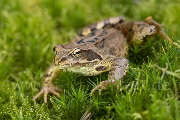 Grasfrosch (Rana temporaria)