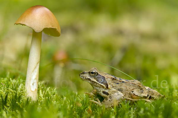 Grasfrosch (Rana temporaria)