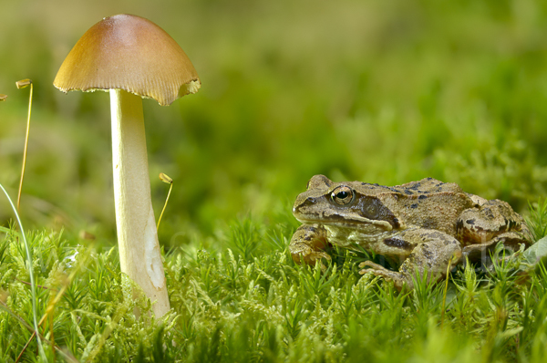 Grasfrosch (Rana temporaria)