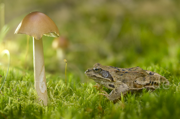 Grasfrosch (Rana temporaria)