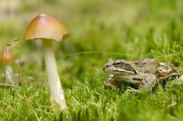 Grasfrosch (Rana temporaria)