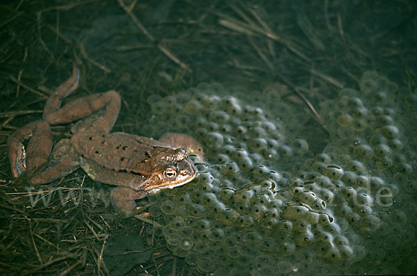 Grasfrosch (Rana temporaria)