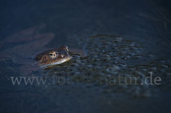 Grasfrosch (Rana temporaria)