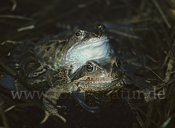 Grasfrosch (Rana temporaria)