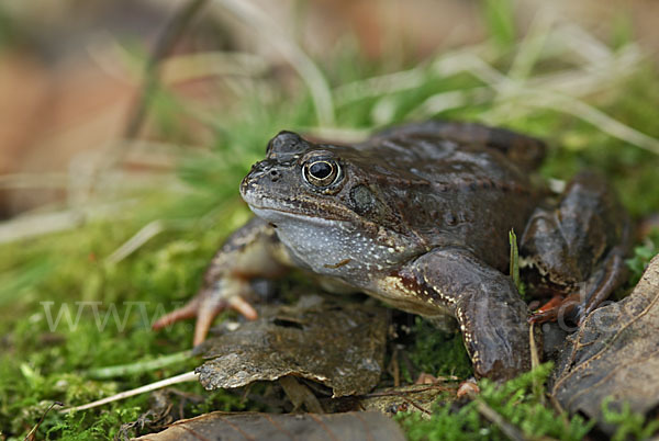 Grasfrosch (Rana temporaria)