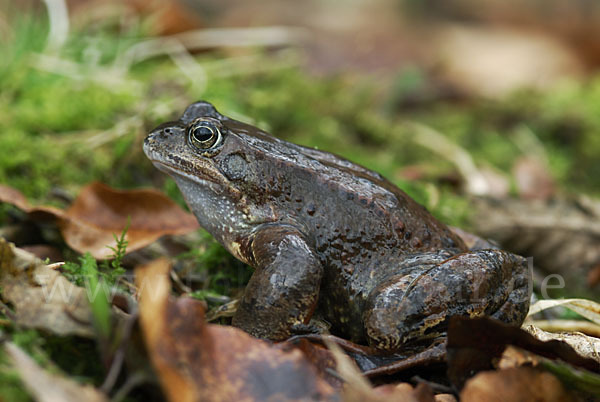 Grasfrosch (Rana temporaria)