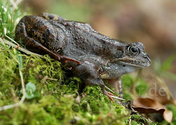Grasfrosch (Rana temporaria)