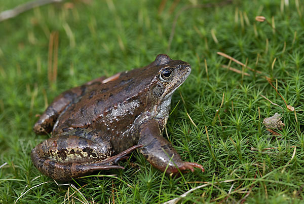 Grasfrosch (Rana temporaria)