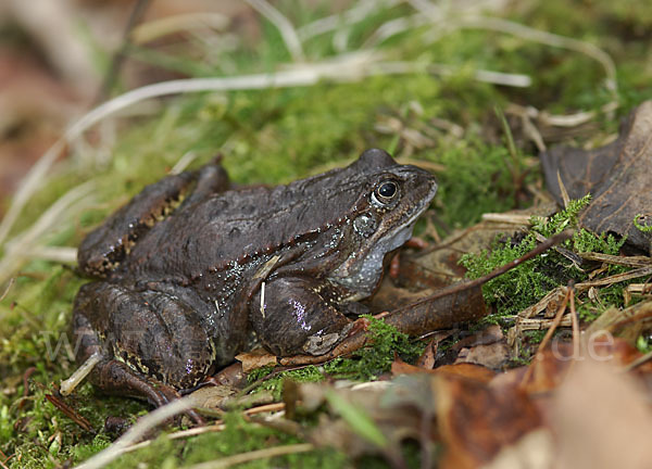 Grasfrosch (Rana temporaria)