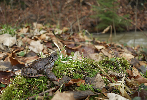 Grasfrosch (Rana temporaria)