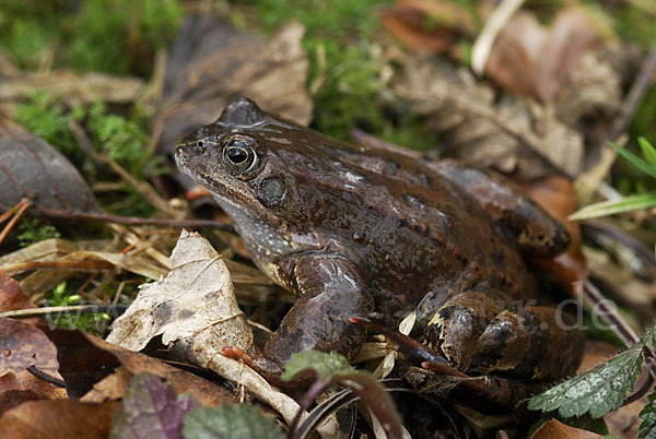 Grasfrosch (Rana temporaria)