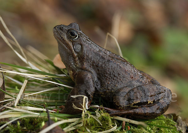 Grasfrosch (Rana temporaria)