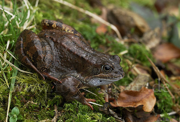 Grasfrosch (Rana temporaria)