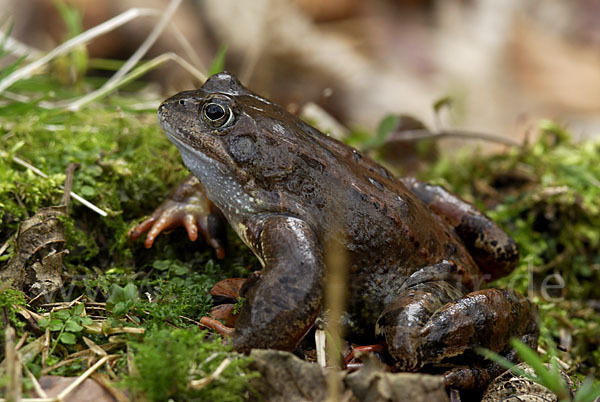 Grasfrosch (Rana temporaria)